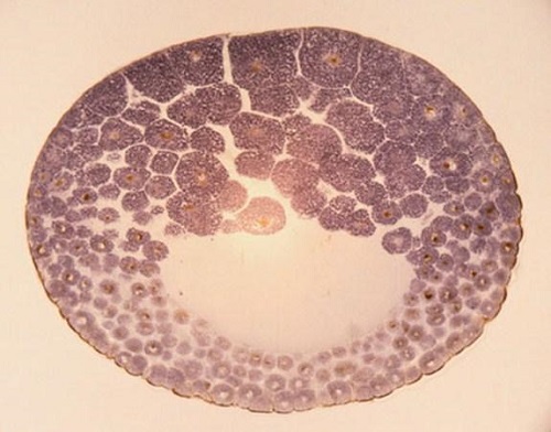 2022合肥試管嬰兒流程指南