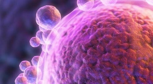 泰國試管嬰兒的成功率有多少